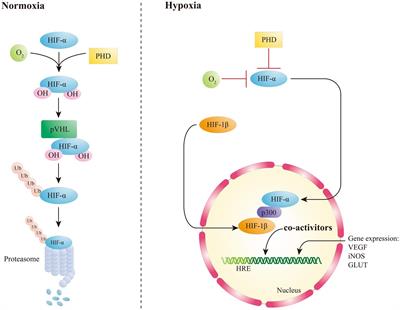 The signaling pathway of hypoxia inducible factor in regulating <mark class="highlighted">gut homeostasis</mark>